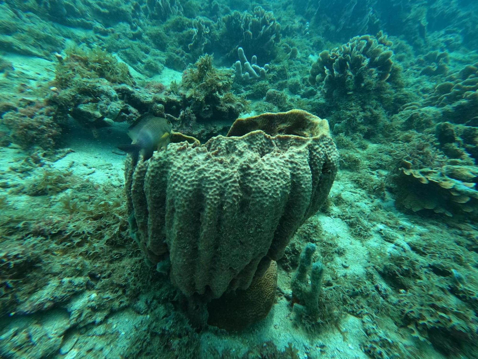 Hotel Bahia Aguacate Capurganá المظهر الخارجي الصورة